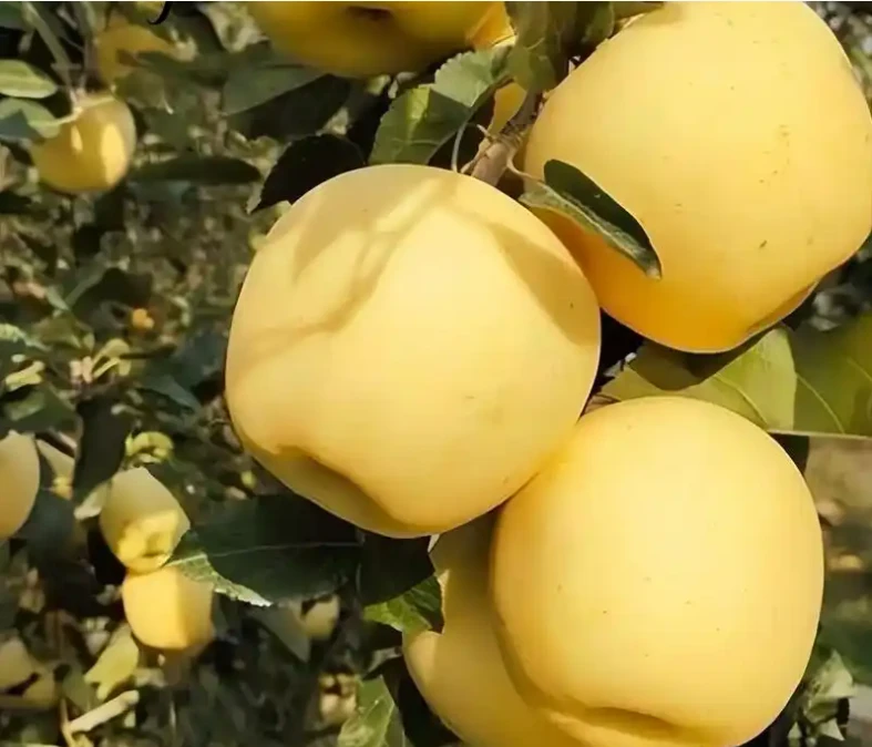 山东维纳斯黄金苹果4.5-5斤 正宗新鲜水果 当季新鲜