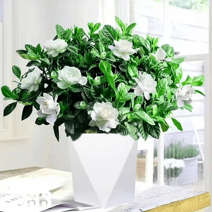 230小叶四季浓香型栀子花盆栽带花苞室内植物花卉绿植除甲醛净化