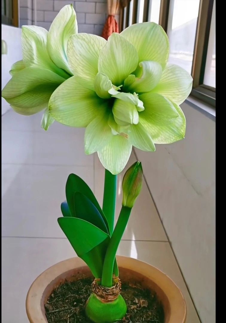 （玛丽琳）朱顶红种球5厘米【带2-4个侧】