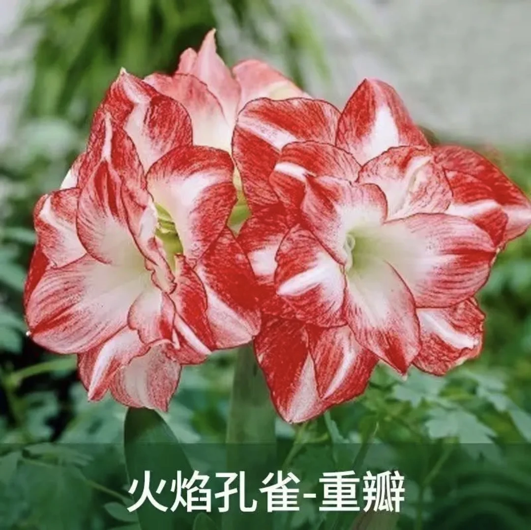 （火焰孔雀）朱顶红种球5厘米【带2-4个侧】