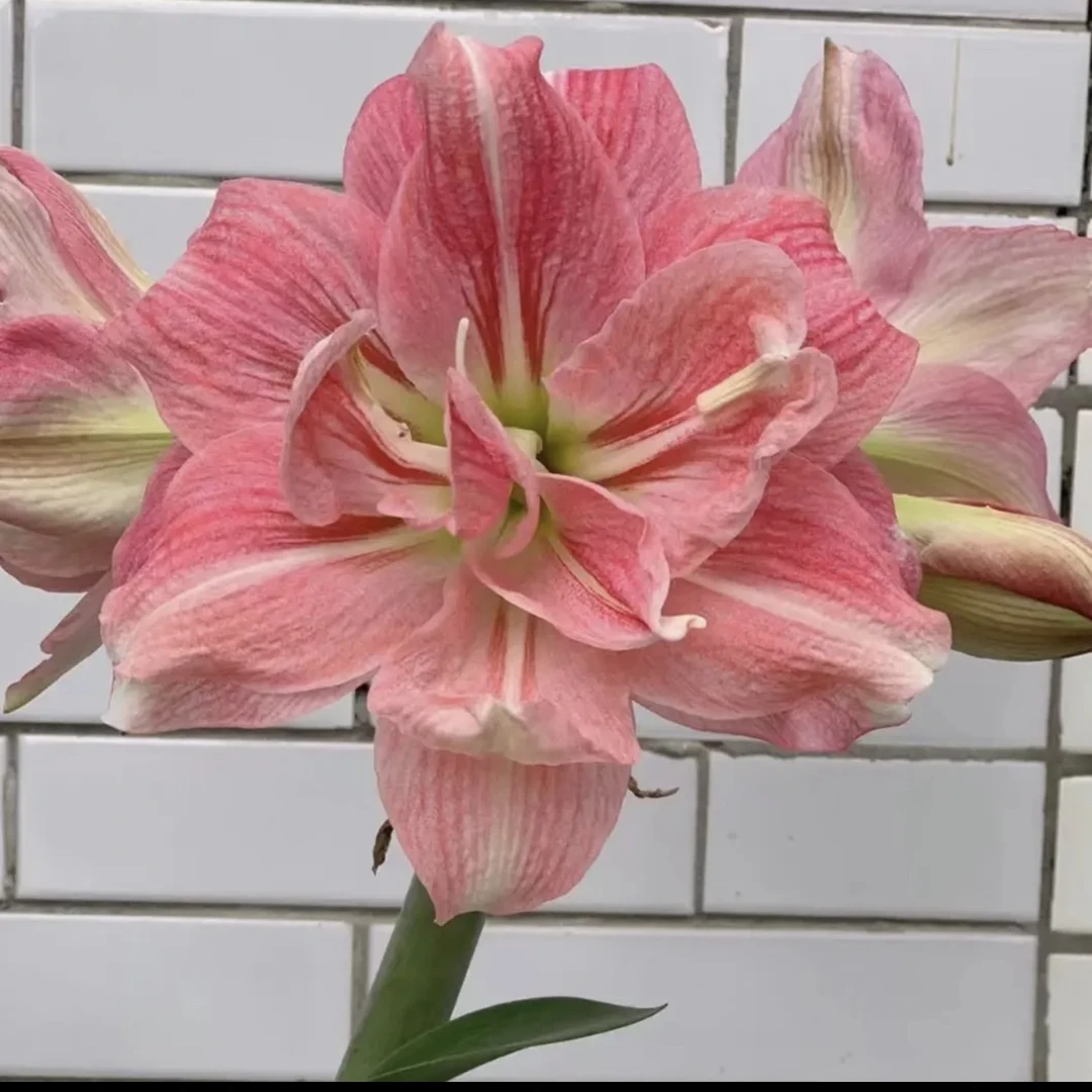 （玫瑰花样）朱顶红种球5厘米【带2-4个侧】