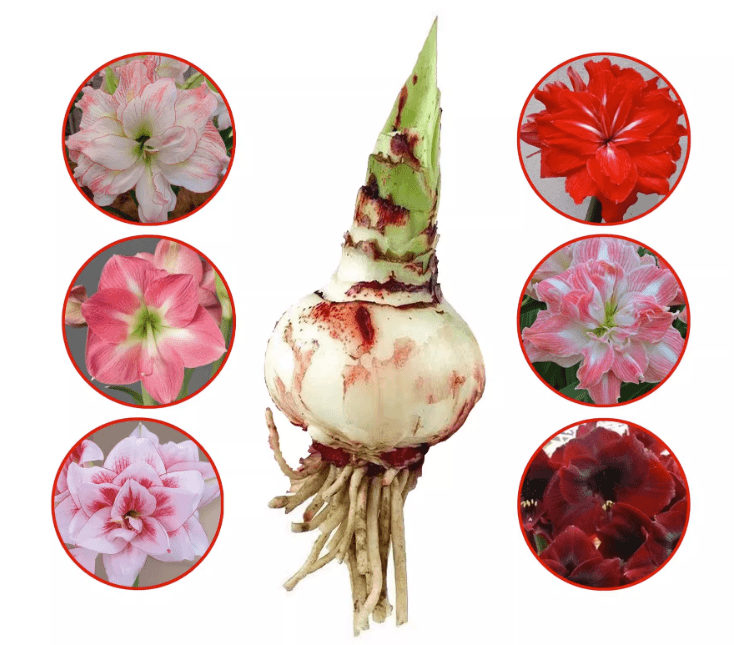 【买二送一】朱顶红种球5厘米