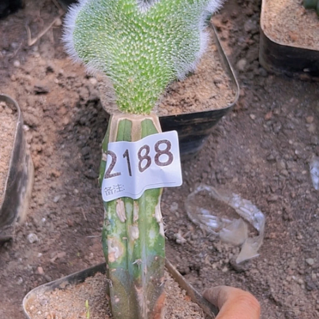 【闪购商品】2188九尾狐缀化