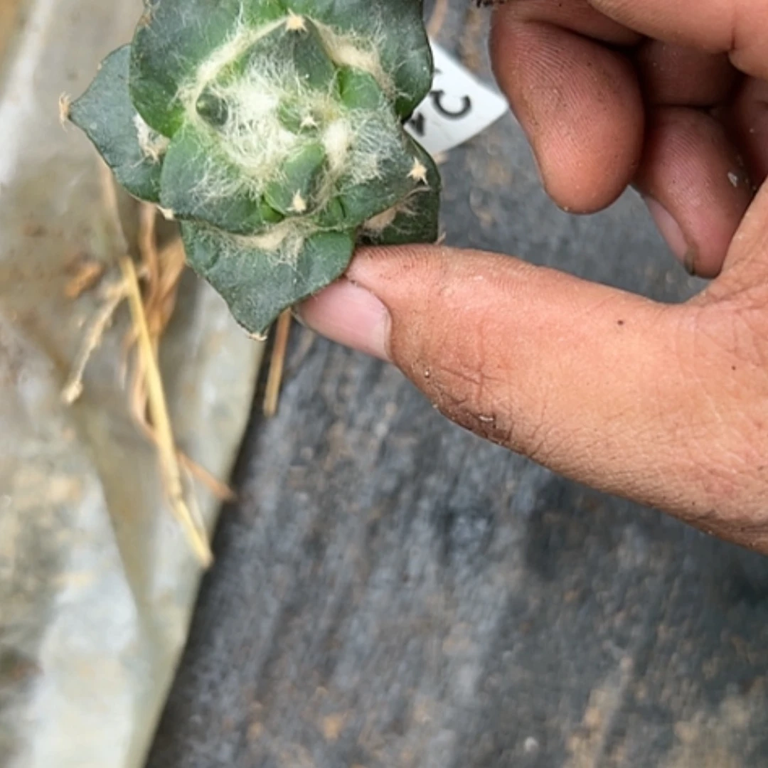 【闪购商品】仙人球牡丹3109