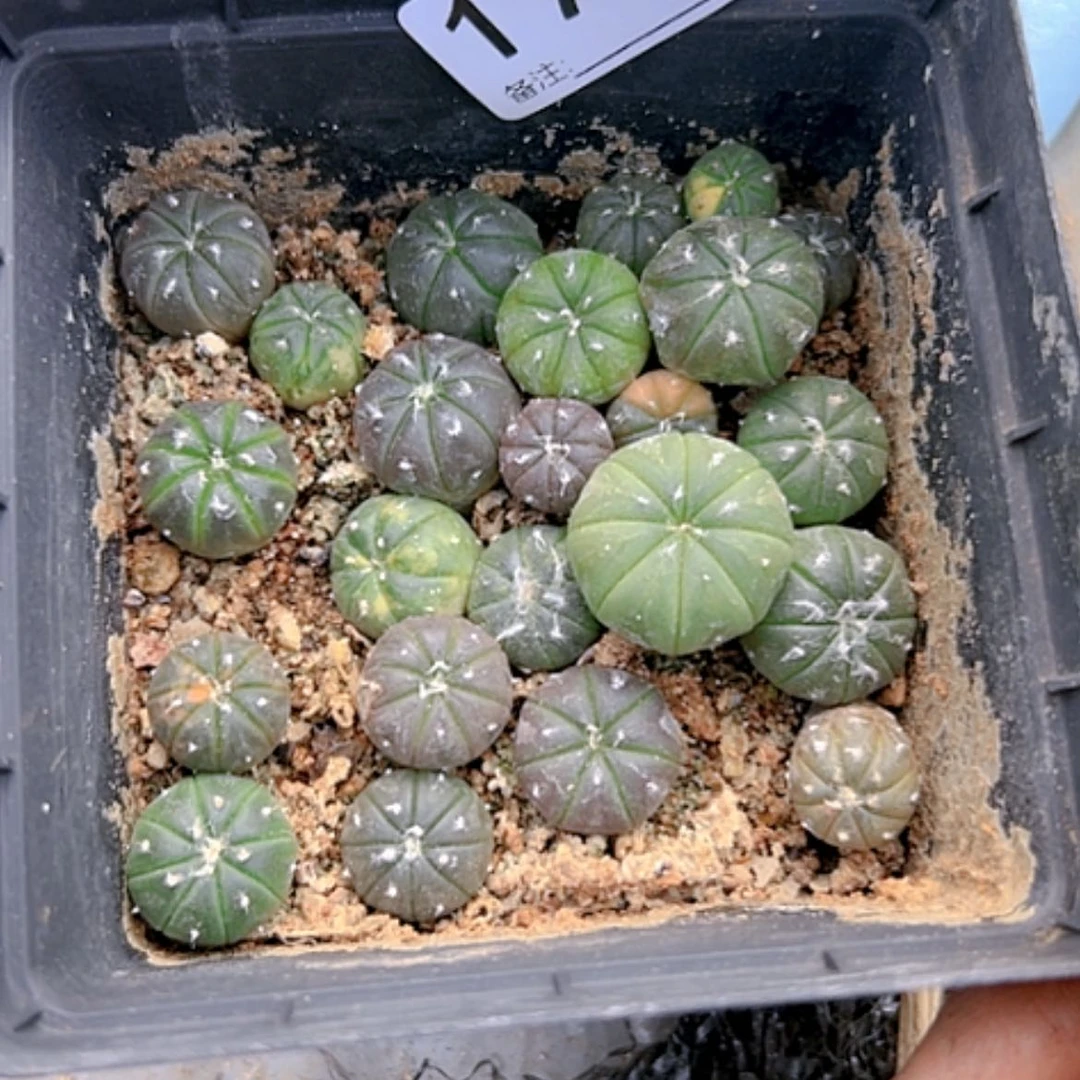 【闪购商品】1705不售后