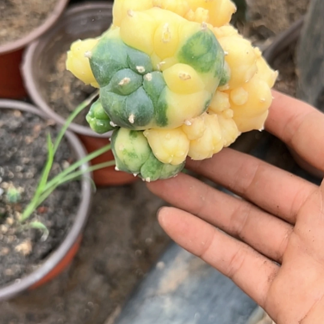 【闪购商品】0452海鲜锦