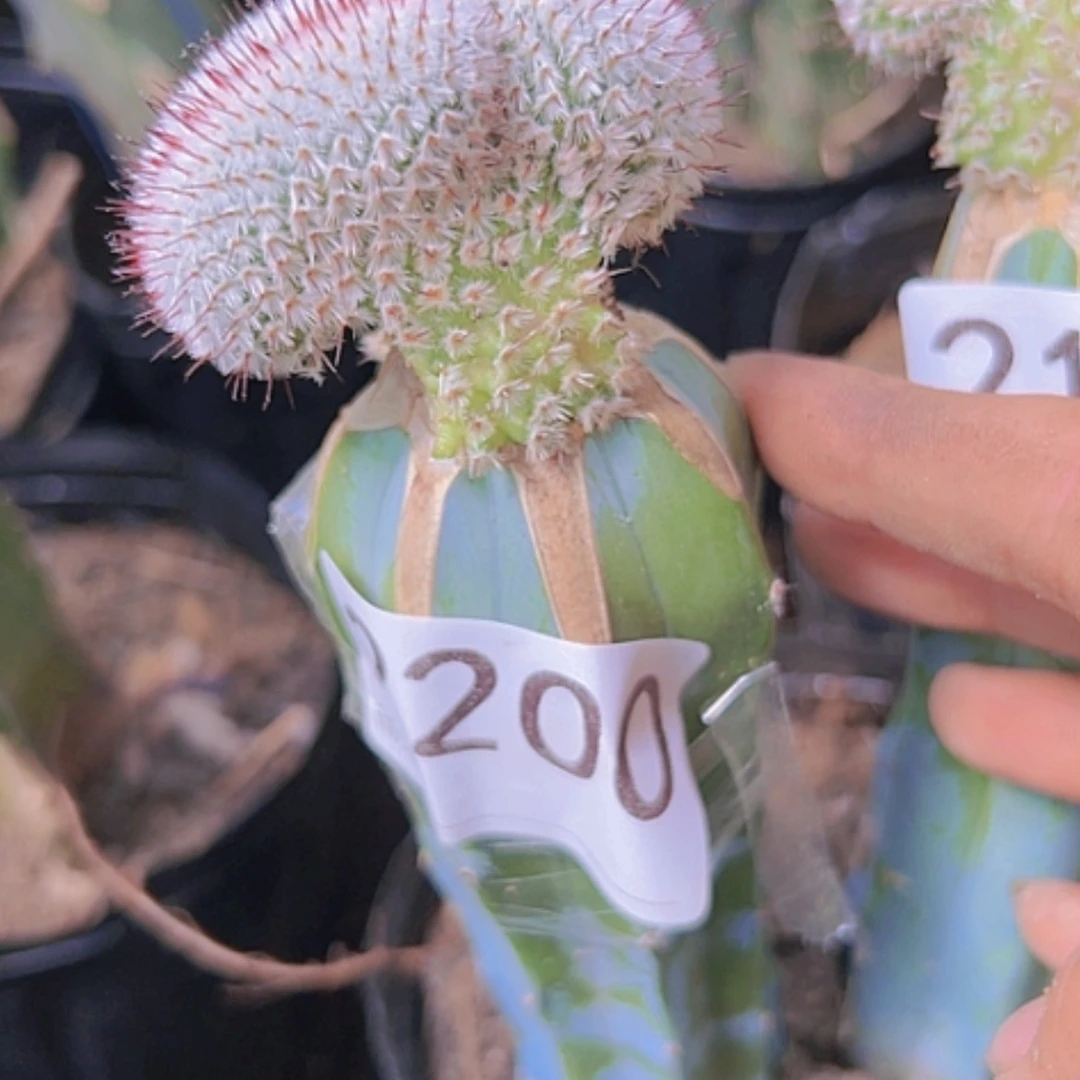 【闪购商品】2200直刺佩雷缀化