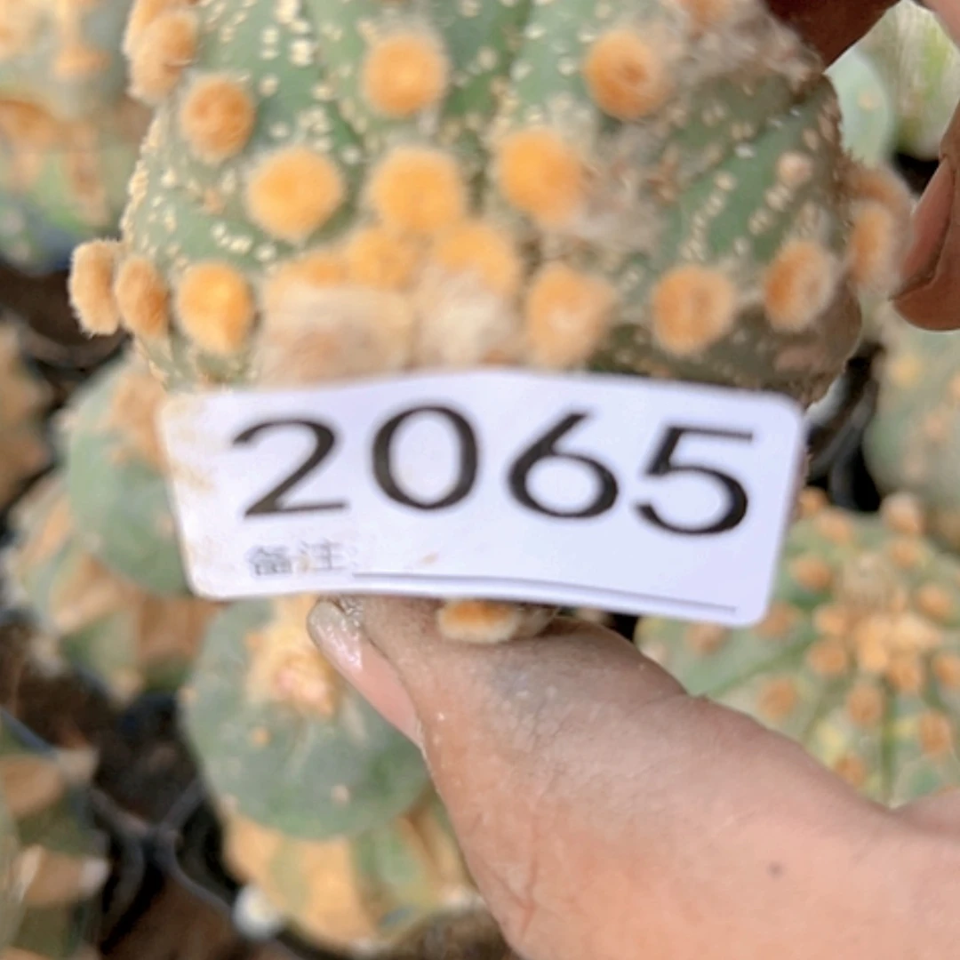 【闪购商品】沉****金仙人球2065