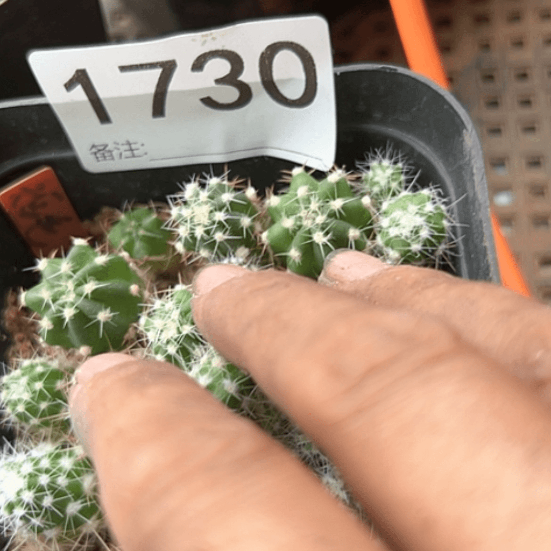 【闪购商品】1730短毛丸
