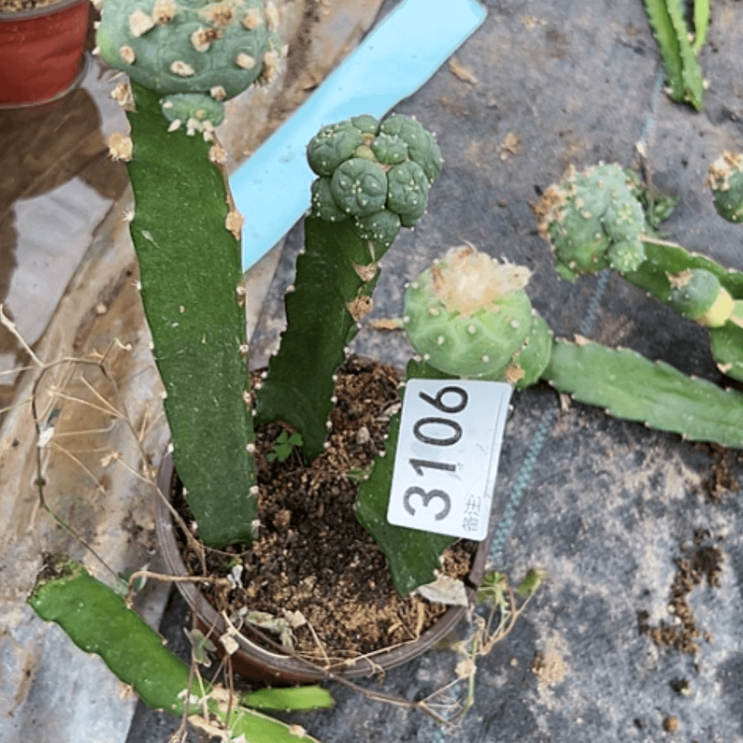 【闪购商品】仙人球三个3106