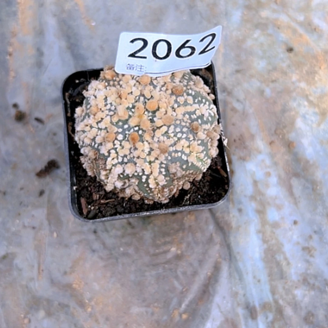 【闪购商品】风**怡仙人球2062