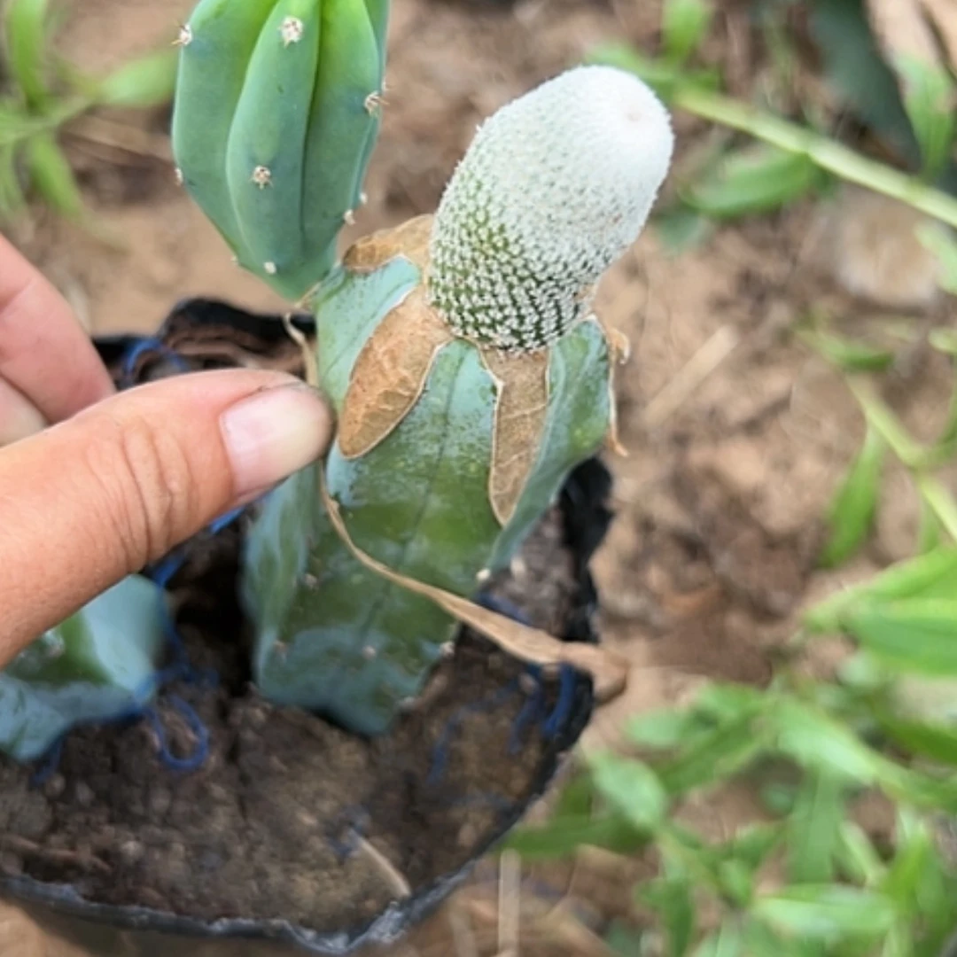 【闪购商品】3049小人帽