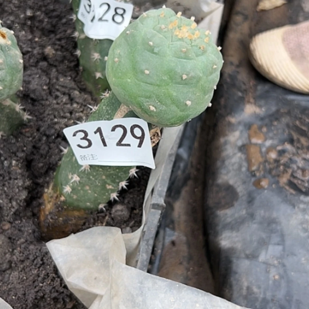 【闪购商品】仙人球海鲜3129