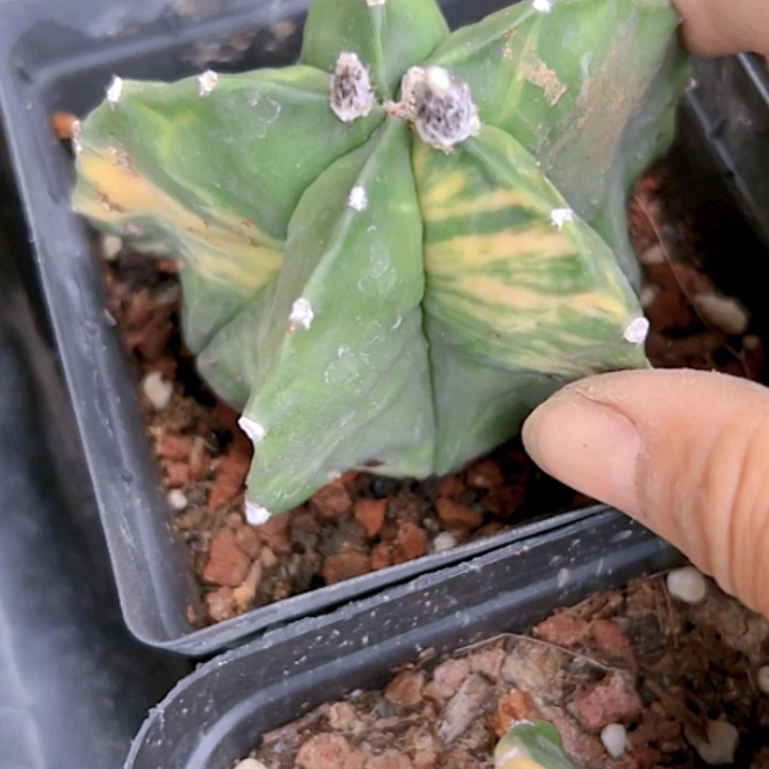 【闪购商品】1249鸾锦自根