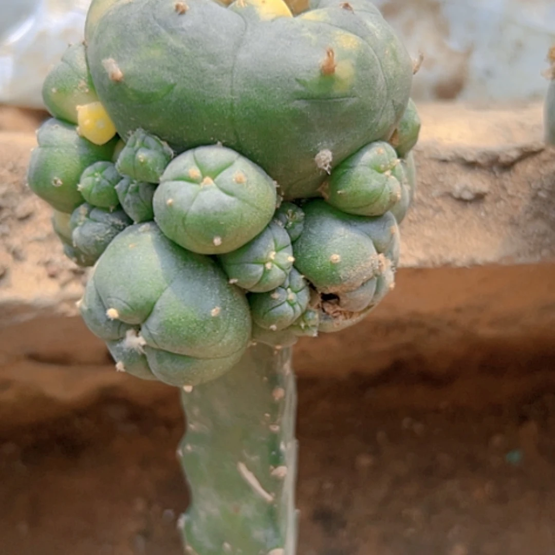 【闪购商品】柠**开1641不售后