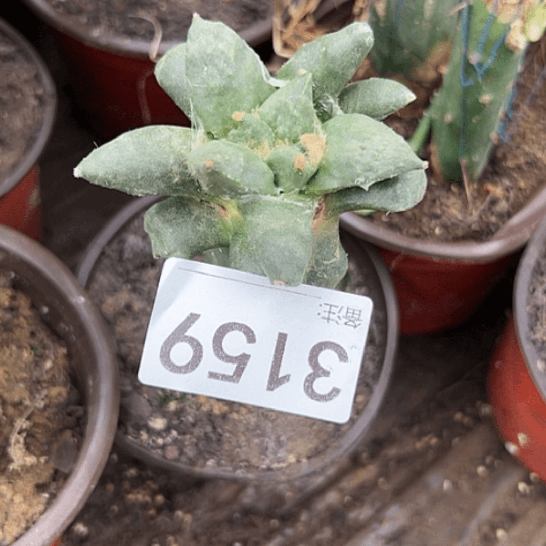 【闪购商品】仙人球牡丹3159