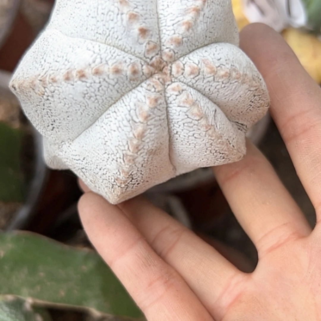【闪购商品】1836嗯中