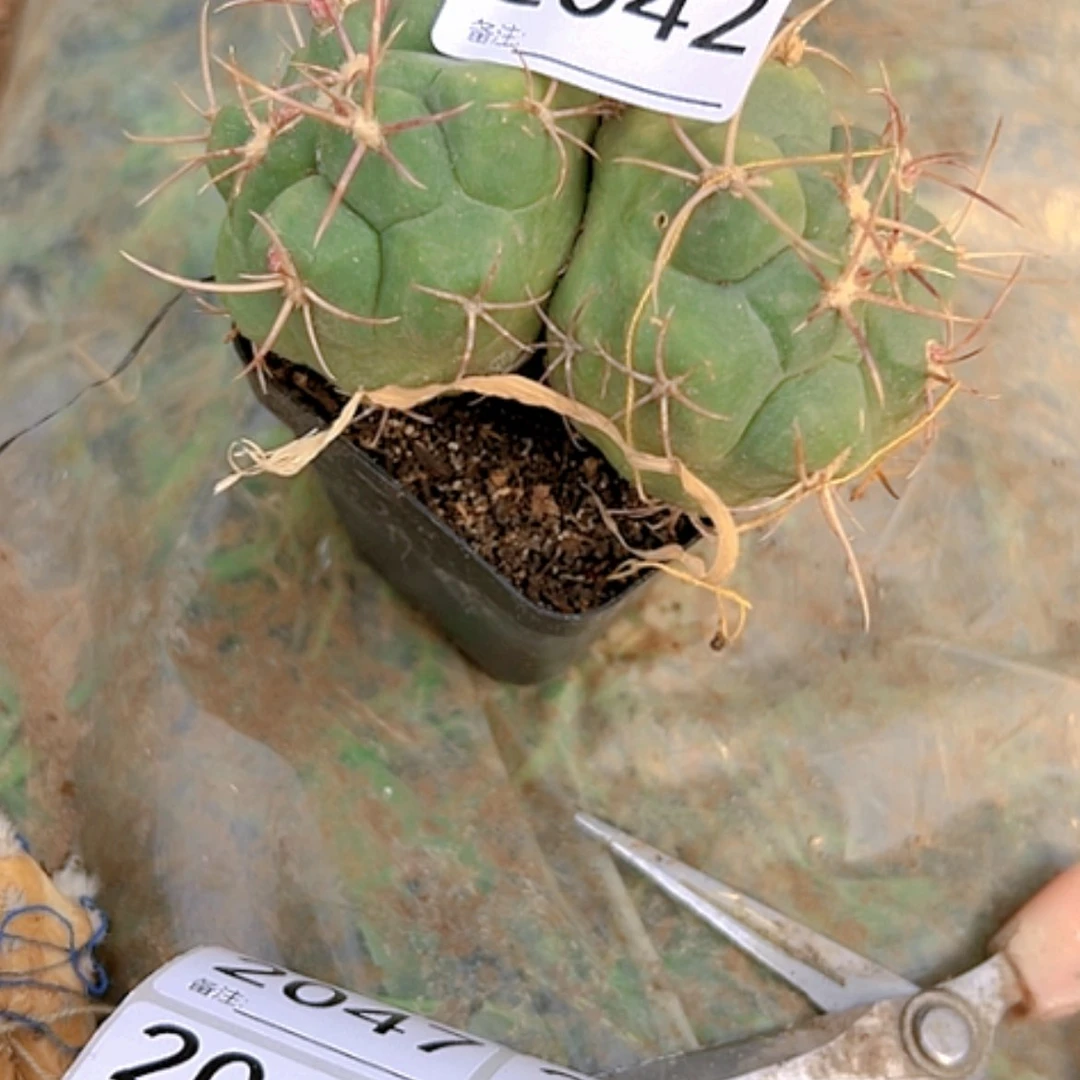 【闪购商品】仙人球2042