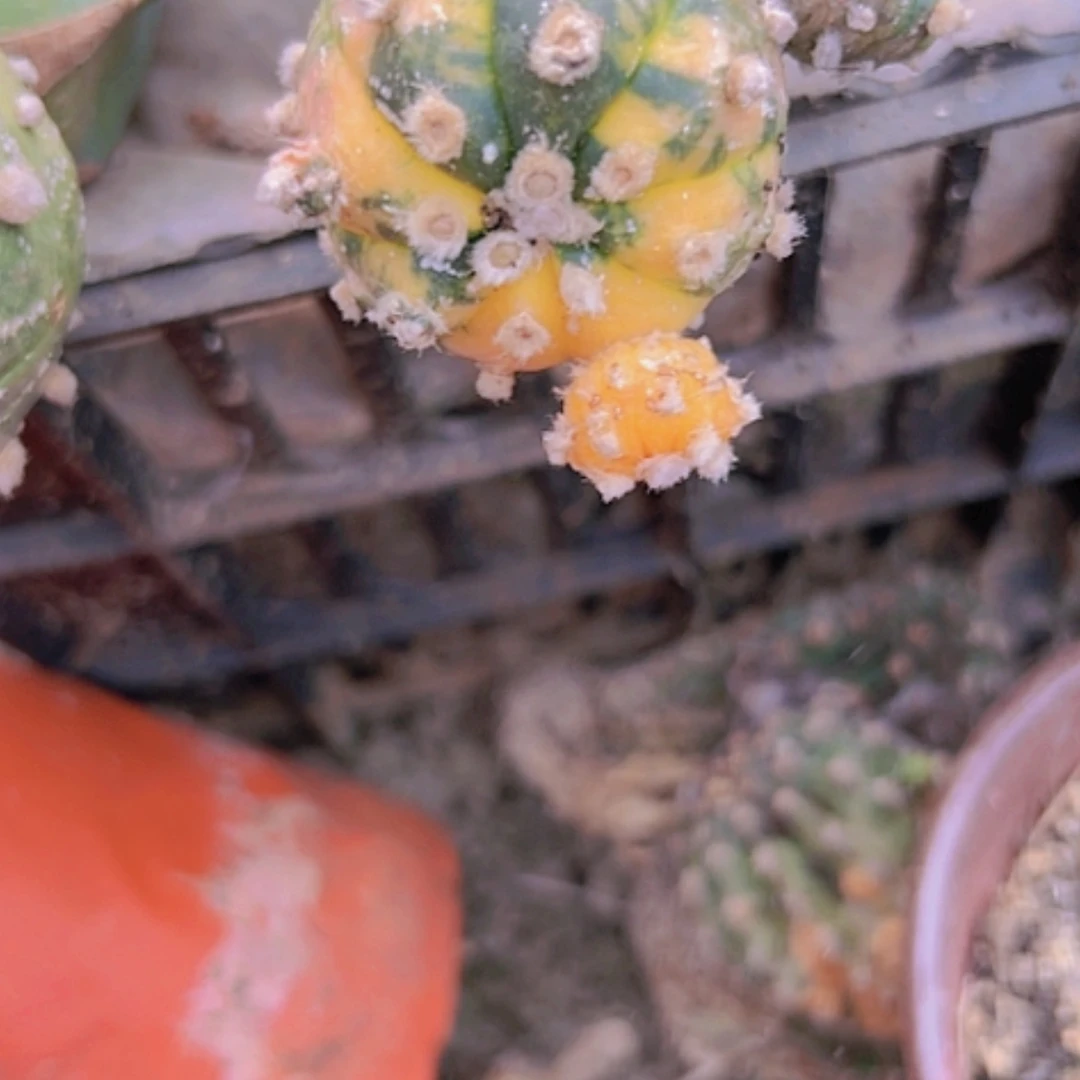 【闪购商品】2212兜锦