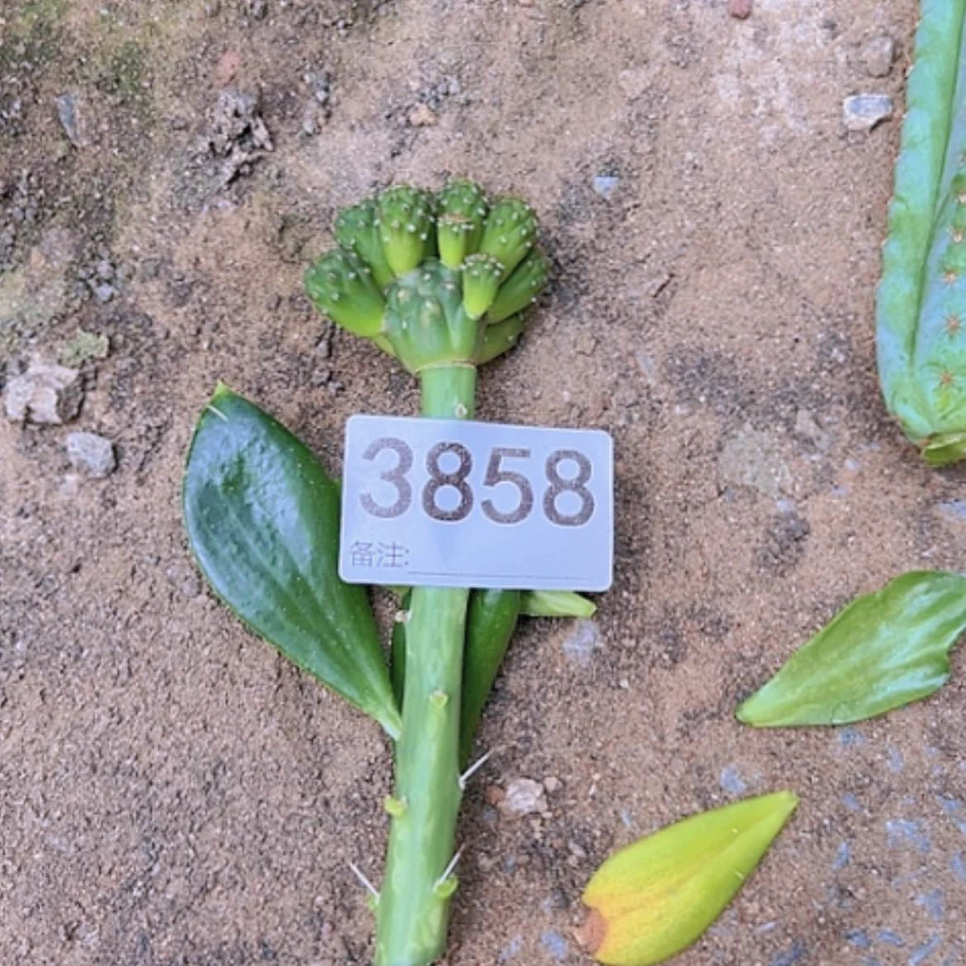 【闪购商品】仙人球足球3858