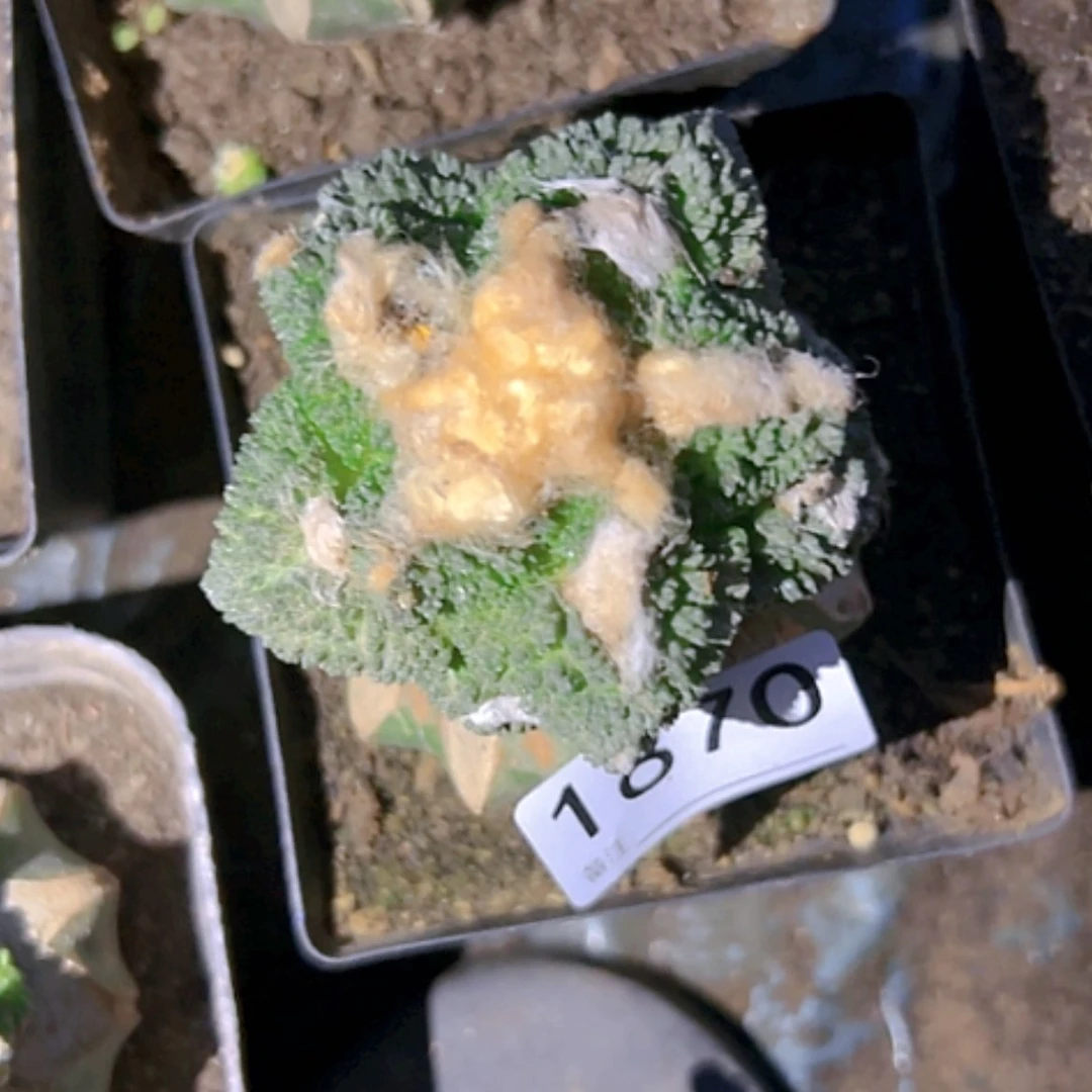 【闪购商品】1870牡丹