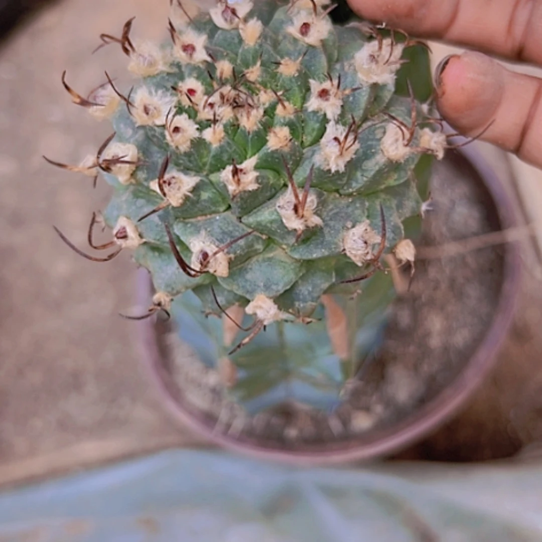 【闪购商品】2245赤花娇丽