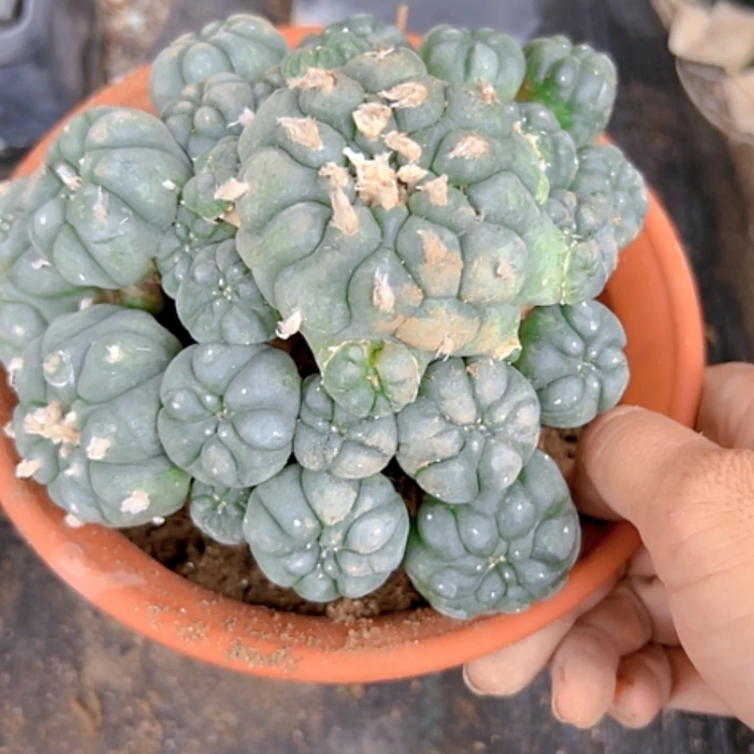 【闪购商品】1250海鲜群木心根