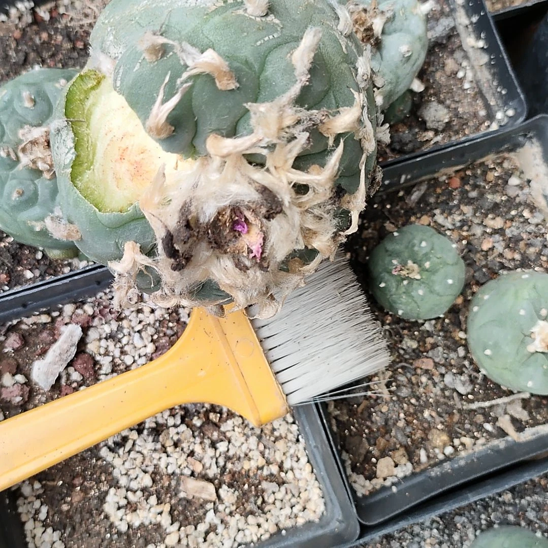 用**哥海鲜仙人球仙人球仙人球仙人球