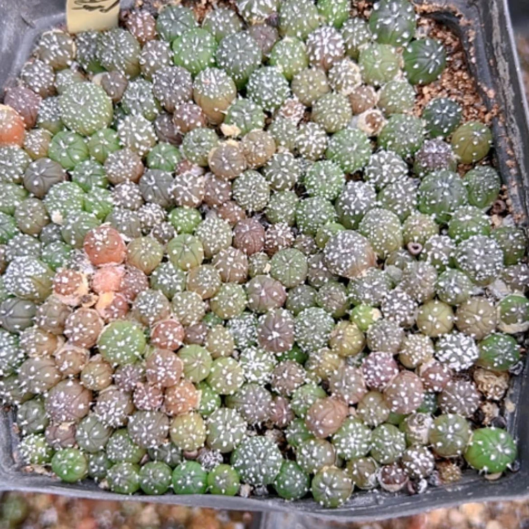 【闪购商品】2381一盆超兜苗