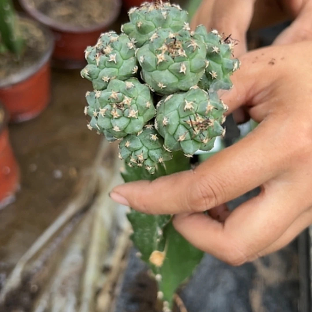 【闪购商品】仙人球赤花娇丽3089