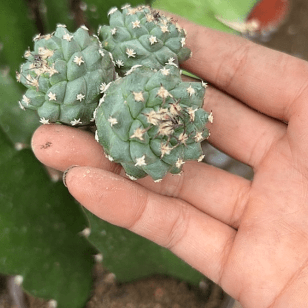 【闪购商品】3086赤花娇丽