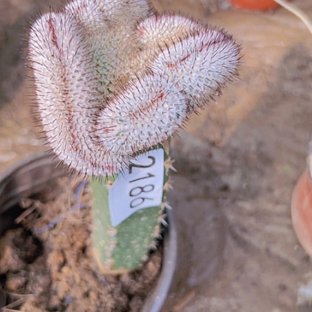 【闪购商品】2186直刺佩雷缀化