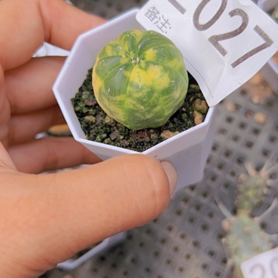 【闪购商品】2027实生兜锦3