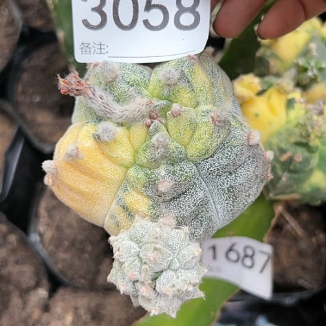 【闪购商品】3058龟甲鸾锦银纱