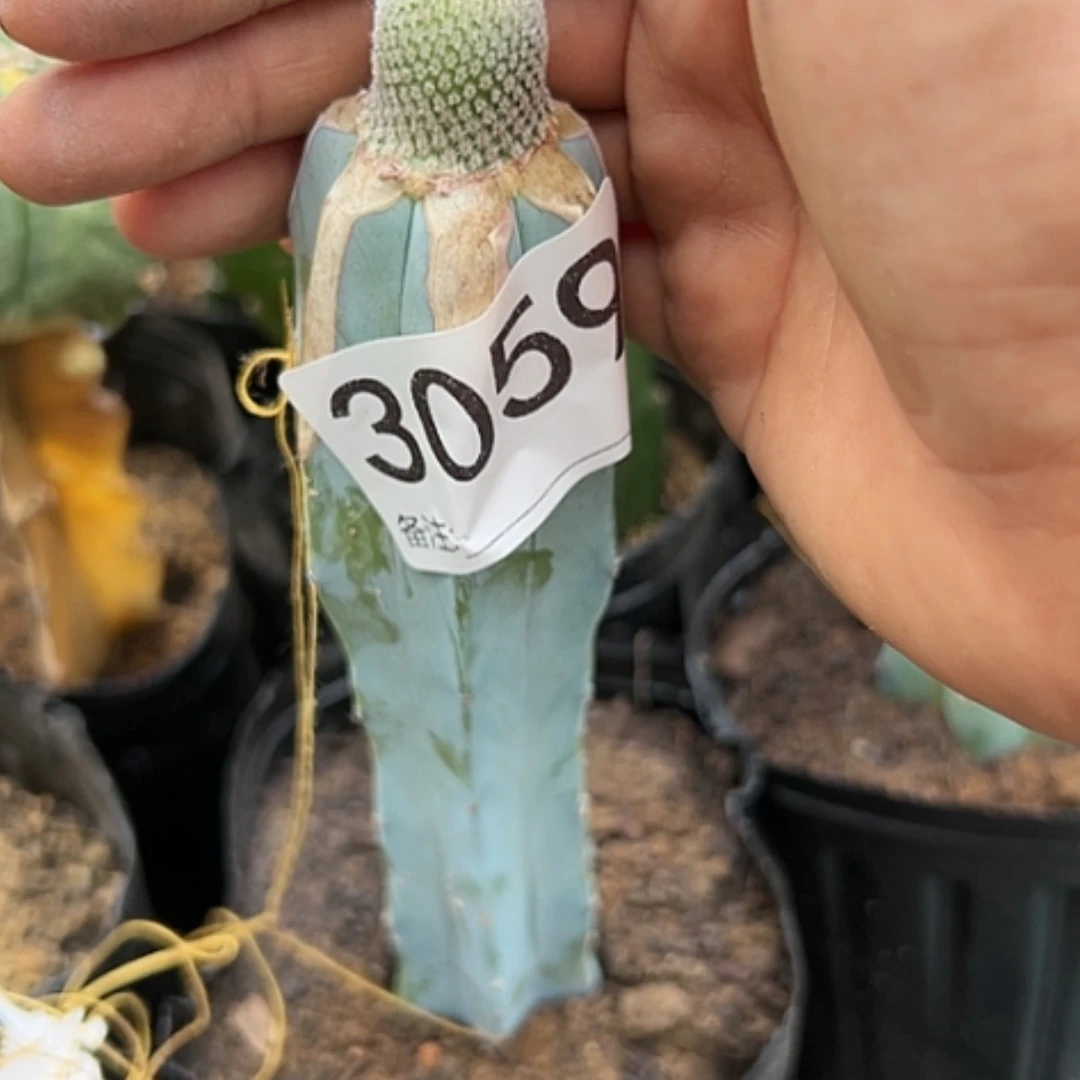 【闪购商品】3059小人帽