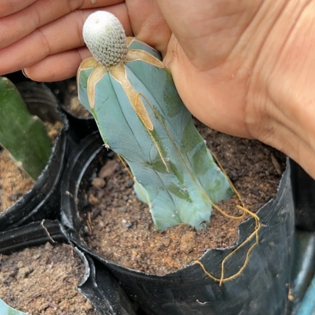 【闪购商品】王*忠3061小人帽