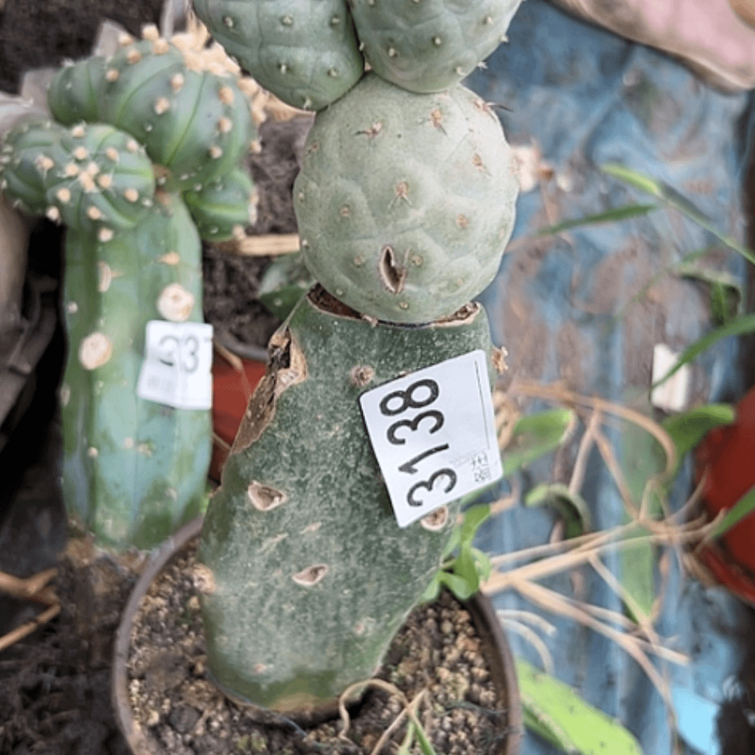 【闪购商品】仙人球3138