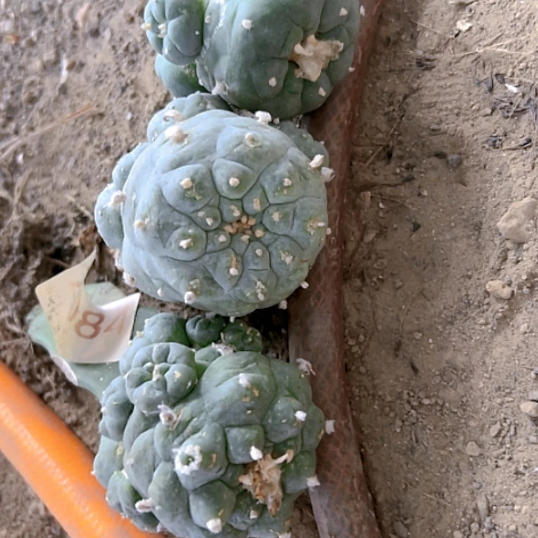 【闪购商品】1757三个海鲜