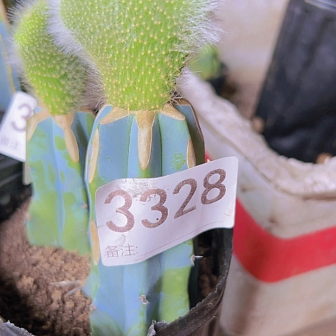 【闪购商品】丹****园3328缀化