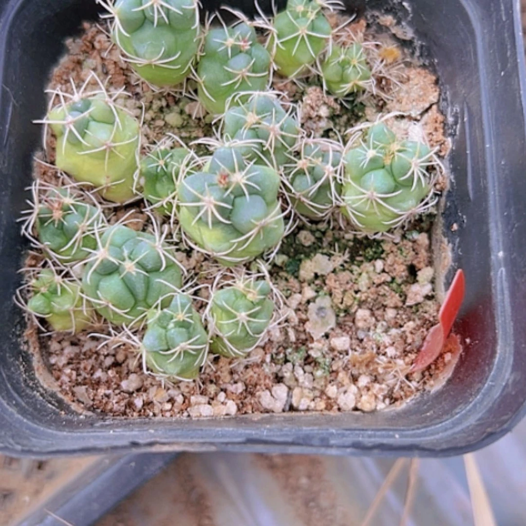 【闪购商品】3899一盆绯冠龙