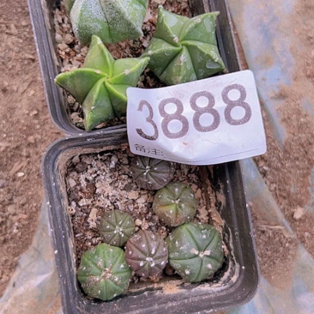 【闪购商品】3888图中两盆