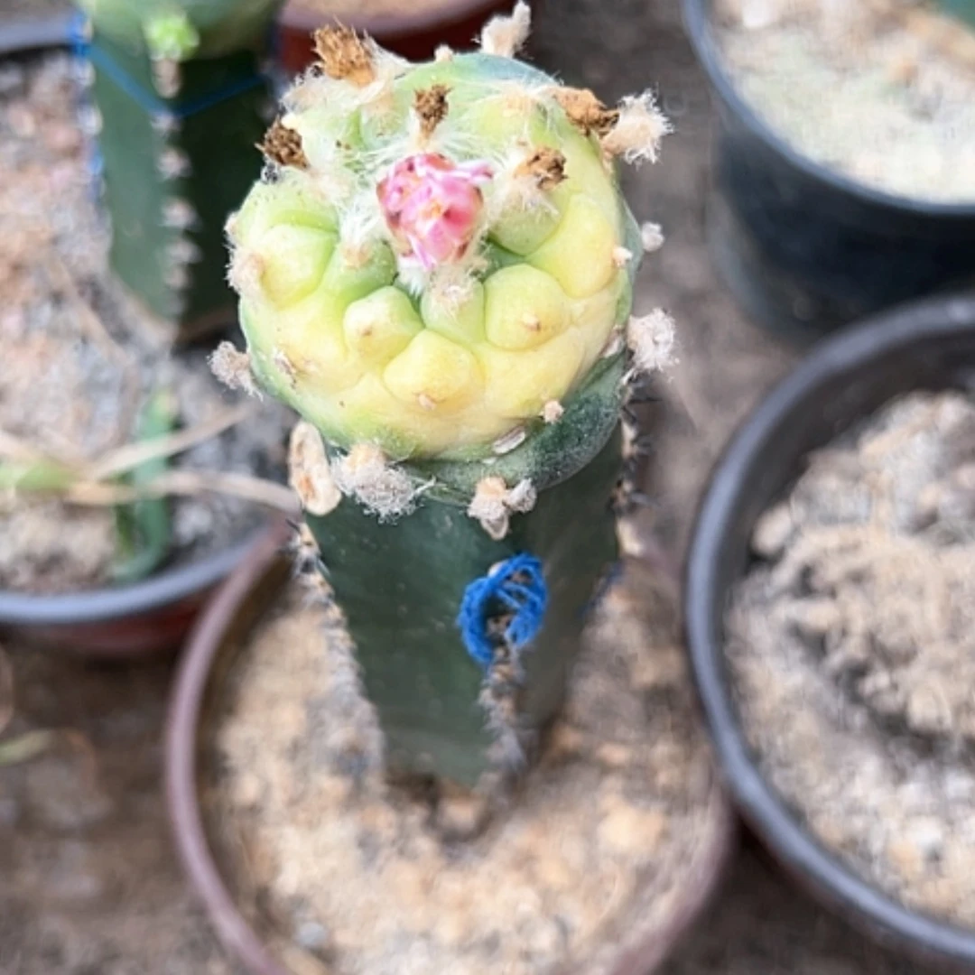 【闪购商品】木*果1847海鲜