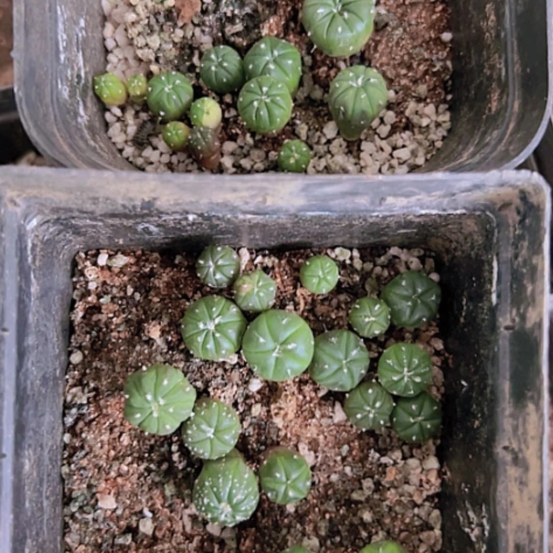 【闪购商品】2288两盆兜带盆发