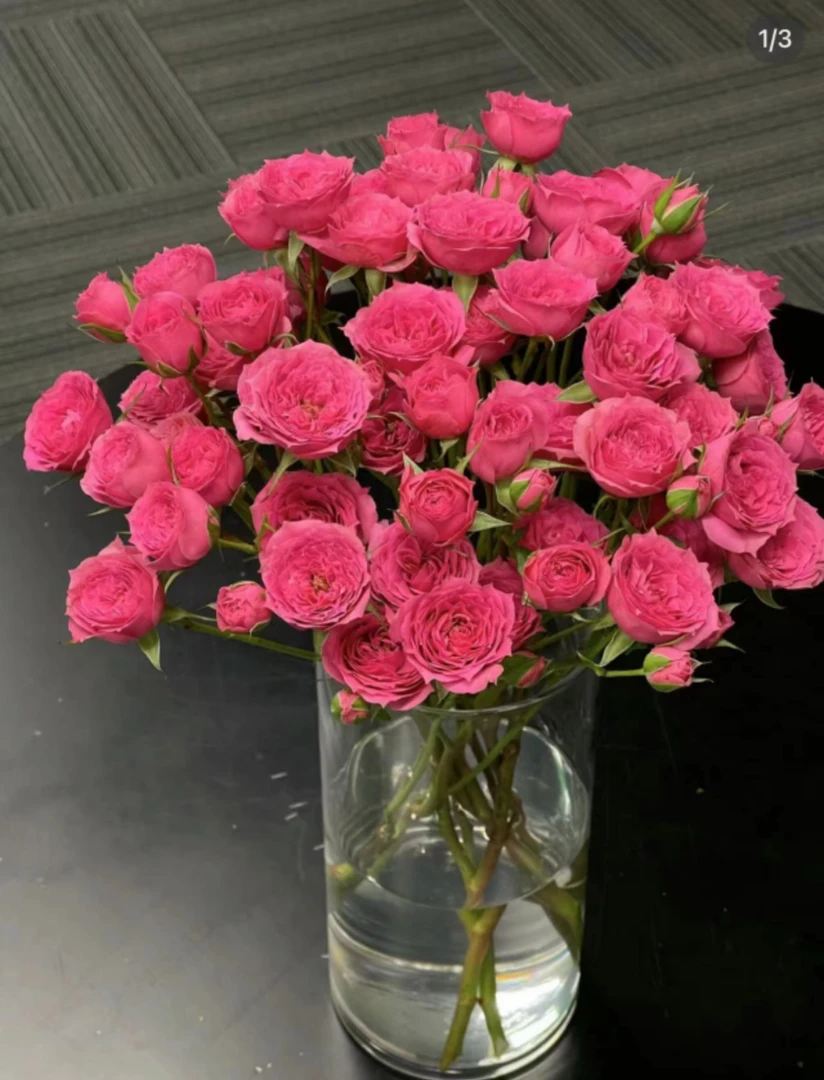 苏菲宝贝紫芭比，橙芭比