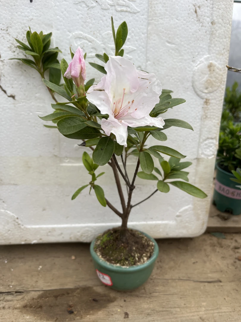 栀子花，枫树，杜鹃，黄金真柏等等