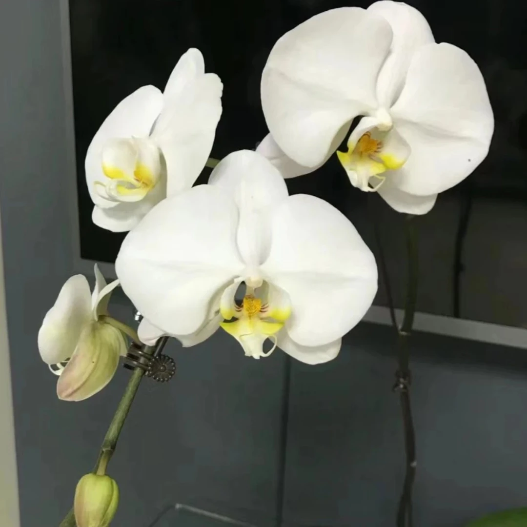 【大白】3.5寸杯苗蝴蝶兰基地直发  苗发货微瑕（根不多）不售后