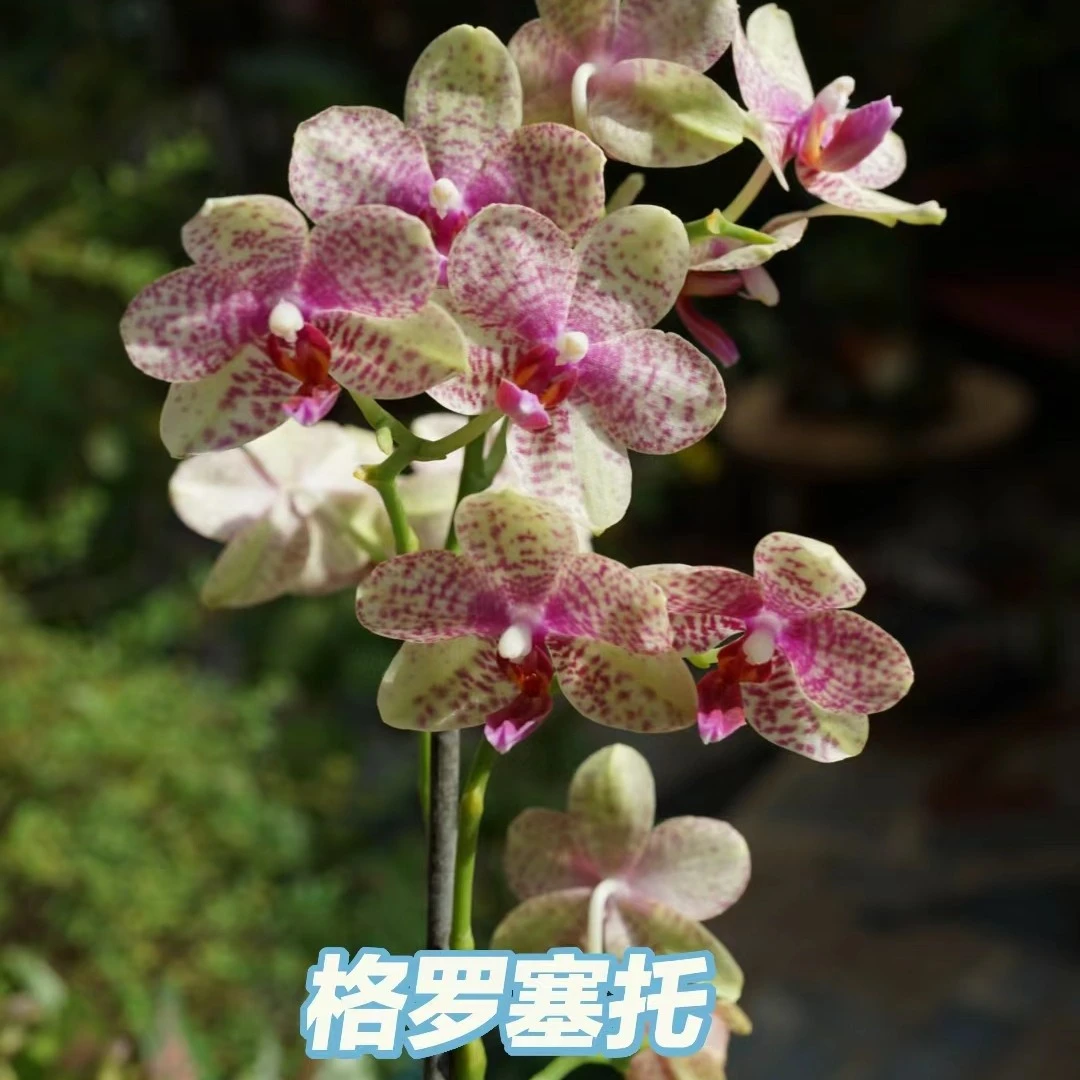 【格罗塞托】3.0寸杯蝴蝶兰（苗发货）