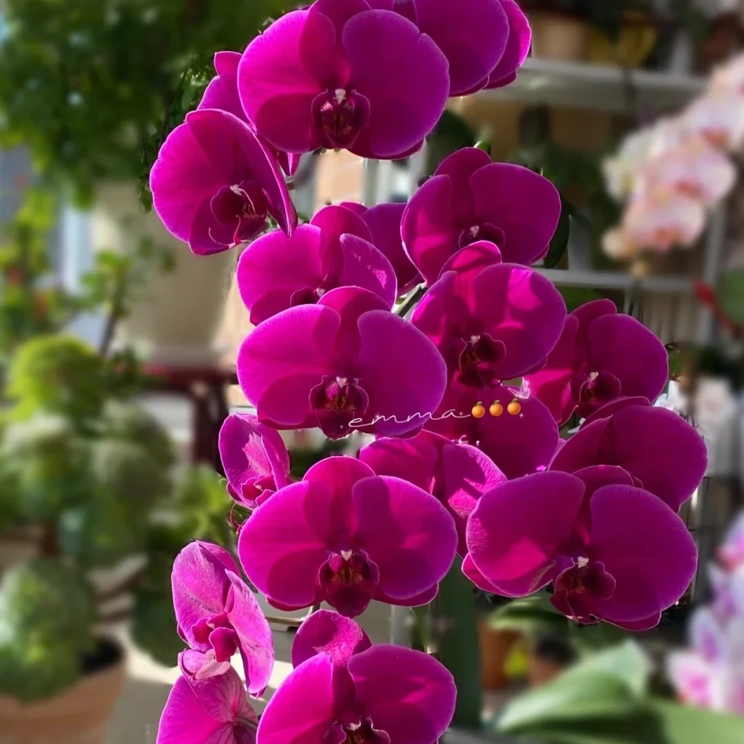 【红杉】蝴蝶兰 3.5寸超大苗 苗发货