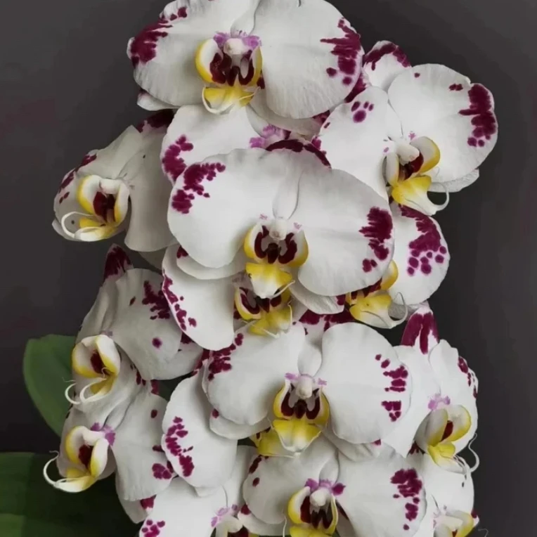 【海蓝之谜】蝴蝶兰3.5寸杯苗（带根）