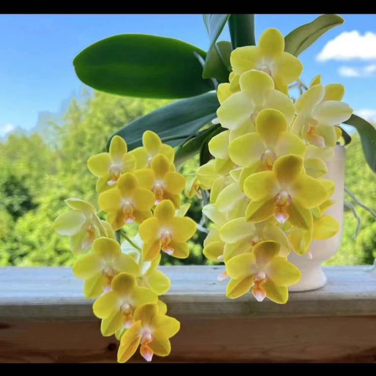 【绿圣香妃】3.5寸（多苗带香味）苗发货